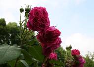 Villa Giustiniani – Fotogallery il Roseto – 32